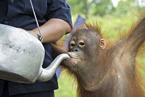 Orangutan (Pongo pygmaeus) caretaker giving water to juvenile, Orangutan Care Center, Borneo, Indonesia