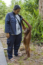Orangutan (Pongo pygmaeus) caretaker with juvenile in forest during forest exploration and training program, Orangutan Care Center, Borneo, Indonesia