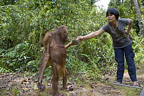 Orangutan (Pongo pygmaeus) caretaker offering food from forest to juvenile during forest exploration and training program, Orangutan Care Center, Borneo, Indonesia