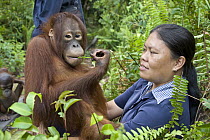 Orangutan (Pongo pygmaeus) caretaker with juvenile in forest during forest exploration and training program, Orangutan Care Center, Borneo, Indonesia