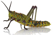 Green Milkweed Locust (Phymateus viridipes), Gorongosa National Park, Mozambique