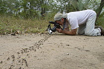 Matabele Ant (Pachycondyla analis) group streaming past entomologiest Gary Alpert, Gorongosa National Park, Mozambique
