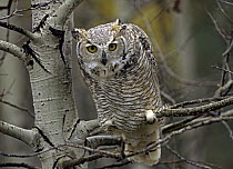 Great Horned Owl (Bubo virginianus) pale form, Kootenays, British Columbia, Canada