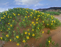 Balsamroot Sunflower (Balsamorhiza sagittata) flowering on beach, Coral Pink Sand Dunes State Park, Utah