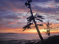 Botanical Beach, Vancouver Island, British Columbia, Canada