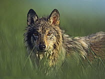 Gray Wolf (Canis lupus), native to North America