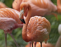 Greater Flamingo (Phoenicopterus ruber), Jurong Bird Park, Singapore