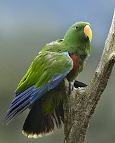 Eclectus Parrot (Eclectus roratus) male, Jurong Bird Park, Singapore