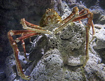 Japanese Spider Crab (Macrocheira kaempferi) in aquarium, Singapore