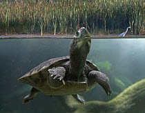 Turtle (Geoemydidae) breathing at surface, Jurong Bird Park, Singapore