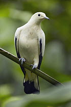 Pied Imperial-Pigeon (Ducula bicolor), Jurong Bird Park, Singapore