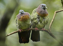 Pink-necked Green-Pigeon (Treron vernans) pair, Jurong Bird Park, Singapore