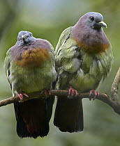 Pink-necked Green-Pigeon (Treron vernans) pair, Jurong Bird Park, Singapore