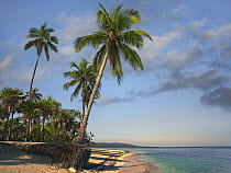 Palm trees, Palmetto Bay, Roatan Island, Honduras