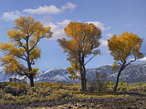 Cottonwood (Populus sp) trees in autumn, Carson Valley, Nevada