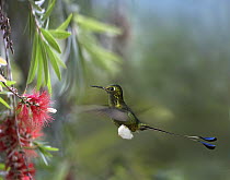 Booted Racket-tail (Ocreatus underwoodii) hummingbird male feeding on flower nectar, Ecuador