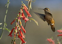 Broad-tailed Hummingbird (Selasphorus platycercus) feeding on flower nectar, Santa Fe, New Mexico