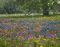 Paintbrush (Castilleja sp), Phlox (Phlox sp), Lupines (Lupinus sp), and poppies, Texas