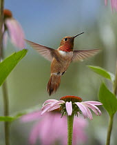 Rufous Hummingbird (Selasphorus rufus) male feeding on flower nectar