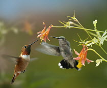 Rufous Hummingbird (Selasphorus rufus) male and Black-chinned Hummingbird (Archilochus alexandri) female feeding on flower nectar