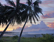 Coconut Palm (Cocos nucifera) trees, Hinawnan Beach, Bohol Island, Philippines