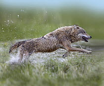 Gray Wolf (Canis lupus) running through water, native to North America