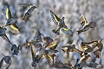Pine Siskin (Carduelis pinus) flock taking flight, North America