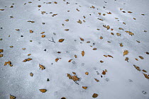 Coyote (Canis latrans) tracks and oak leaves in snow, North America
