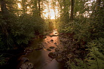 Judd Creek, Northwoods, Superior National Forest, Minnesota
