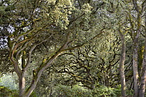 Holm Oak (Quercus ilex) trees, Noirmoutier Island, France