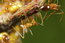 Yellow Crazy Ant (Anoplolepis gracilipes) trio, Christmas Island National Park, Christmas Island, Australia