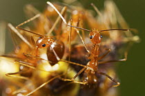 Yellow Crazy Ant (Anoplolepis gracilipes) pair, Christmas Island National Park, Christmas Island, Australia