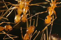 Yellow Crazy Ant (Anoplolepis gracilipes) group, Christmas Island National Park, Christmas Island, Australia