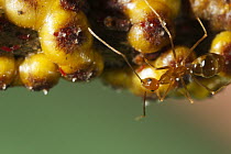 Yellow Crazy Ant (Anoplolepis gracilipes) guarding Scale Insects (Tachardina aurantiaca), Christmas Island National Park, Christmas Island, Australia
