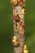 Yellow Crazy Ant (Anoplolepis gracilipes) guarding Scale Insects (Tachardina aurantiaca), Christmas Island National Park, Christmas Island, Australia
