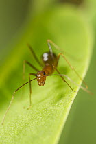 Yellow Crazy Ant (Anoplolepis gracilipes), Christmas Island National Park, Christmas Island, Australia