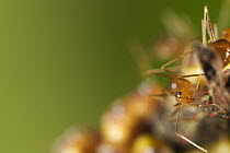 Yellow Crazy Ant (Anoplolepis gracilipes), Christmas Island National Park, Christmas Island, Australia