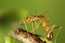 Yellow Crazy Ant (Anoplolepis gracilipes) pair greeting each other, Christmas Island National Park, Christmas Island, Australia