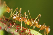 Yellow Crazy Ant (Anoplolepis gracilipes) group guarding red scale insects, Christmas Island National Park, Christmas Island, Australia