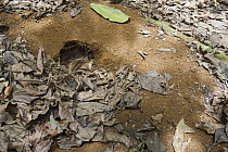 Christmas Island Red Crab (Gecarcoidea natalis) empty burrow inside Yellow Crazy Ant (Anoplolepis gracilipes) super colony, Christmas Island National Park, Christmas Island, Australia