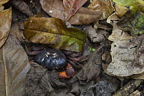 Christmas Island Red Crab (Gecarcoidea natalis) carcass, death caused by Yellow Crazy Ants (Anoplolepis gracilipes), Christmas Island National Park, Christmas Island, Australia