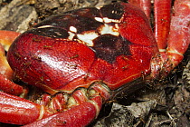 Yellow Crazy Ant (Anoplolepis gracilipes) group killing Christmas Island Red Crab (Gecarcoidea natalis), Christmas Island National Park, Christmas Island, Australia