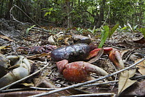 Christmas Island Red Crab (Gecarcoidea natalis) and Blue Crab (Discoplax hirtipes) carcasses, death caused by Yellow Crazy Ants (Anoplolepis gracilipes), Christmas Island National Park, Christmas Isla...