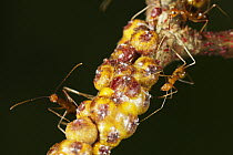 Yellow Crazy Ant (Anoplolepis gracilipes) trio guarding Scale Insects (Tachardina aurantiaca), Christmas Island National Park, Christmas Island, Australia