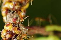 Yellow Crazy Ant (Anoplolepis gracilipes) pair guarding Scale Insects (Tachardina aurantiaca), Christmas Island National Park, Christmas Island, Australia