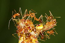 Yellow Crazy Ant (Anoplolepis gracilipes) group guarding Scale Insects (Tachardina aurantiaca), Christmas Island National Park, Christmas Island, Australia