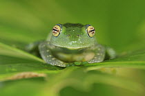 Elena's Bright-eyed Frog (Boophis elenae), Ranomafana National Park, Madagascar