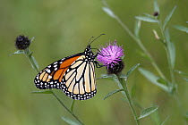 Monarch (Danaus plexippus) butterfly, Canada