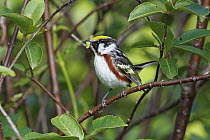 Chestnut-sided Warbler (Setophaga pensylvanica) male in breeding plumage, Canada