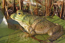 Green Frog (Rana clamitans), Nova Scotia, Canada